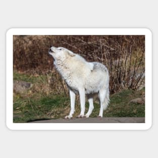 An Arctic Wolf Howls during the day Sticker